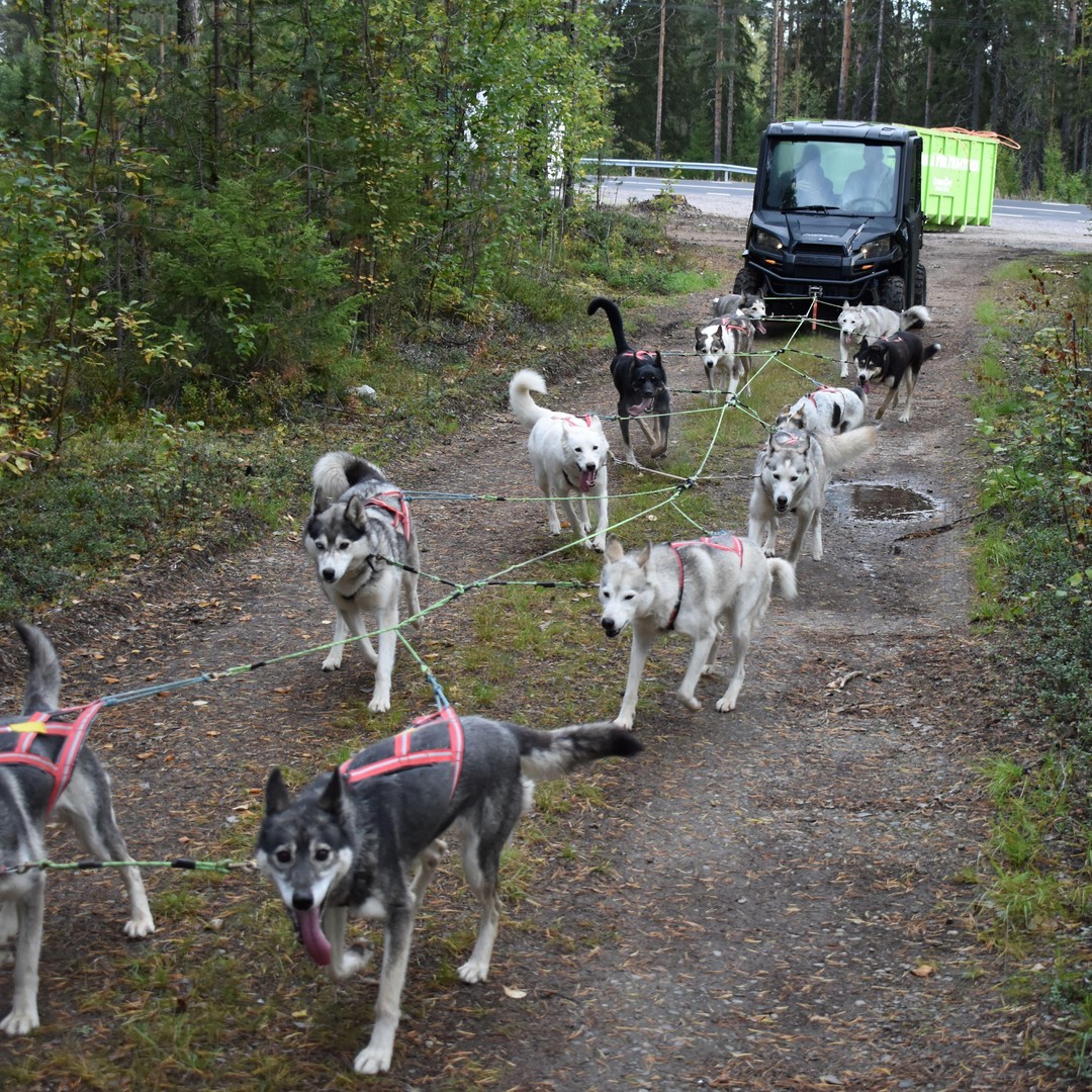 Luleå: Training Husky Team GetYourGuide