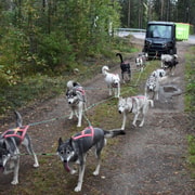 Luleå: Training Husky Team