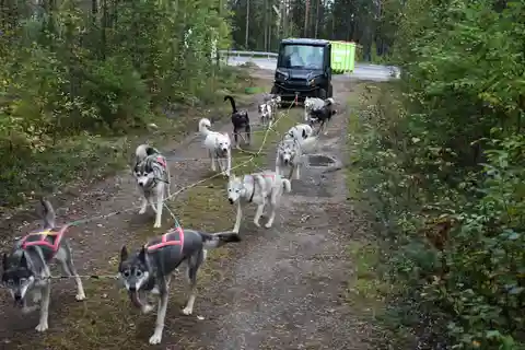 Luleå: Ausbildung des Husky-Teams