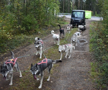 Luleå: Training Husky Team
