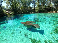 Crystal River, alquiler de kayak - Housity