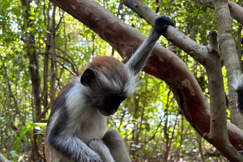 Zanzibar: Jozani forest, Sea tortoises & Mtende beach tour Private tour no Hotel pick and drop off included