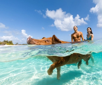 Paradise Island: Rose Island Tour with Swimming Pigs & Lunch