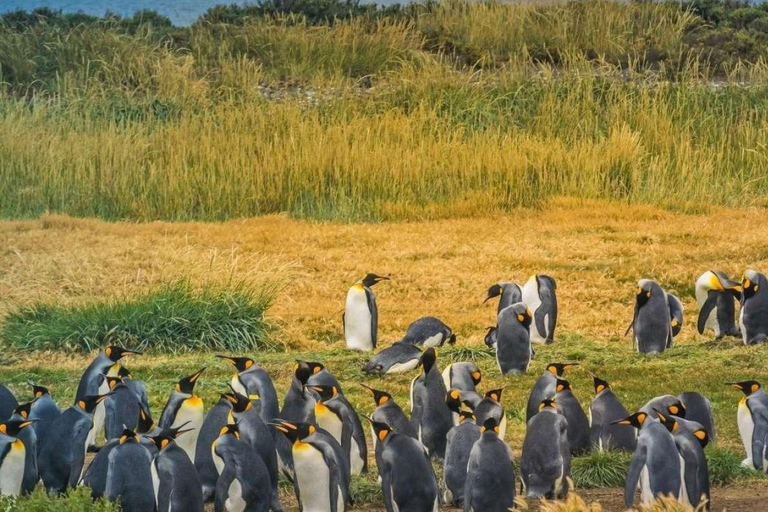 Day Adventure in Tierra del Fuego: King Penguins