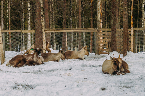 Rovaniemi: Viagem ao zoológico de Ranua