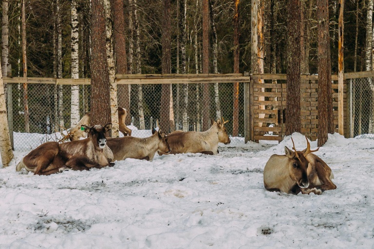 Rovaniemi: Viagem ao zoológico de Ranua