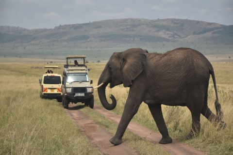 6-daagse ervaring in het wilde Masai Mara-reservaat