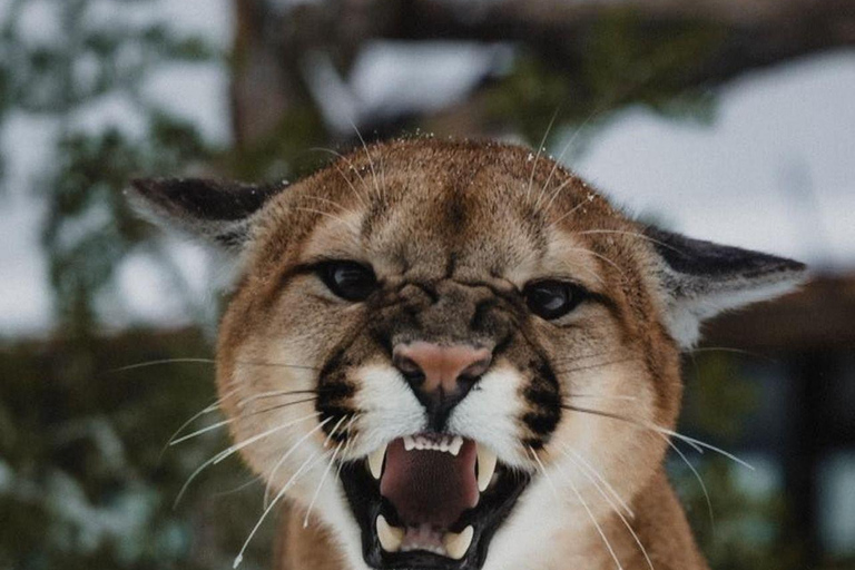 Montréal/Hemmingford : Parc Safari accès journalier