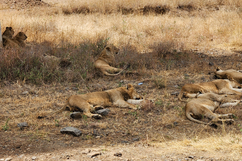 Nairobi National Park, Elephant Orphanage & Giraffe Centre