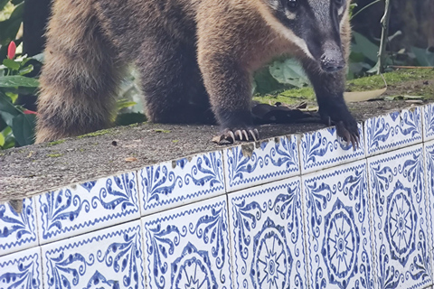 Watervallen en grottenpad in het Tijuca bos