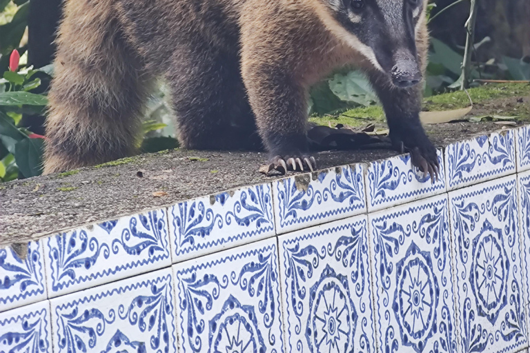 Watervallen en grottenpad in het Tijuca bos