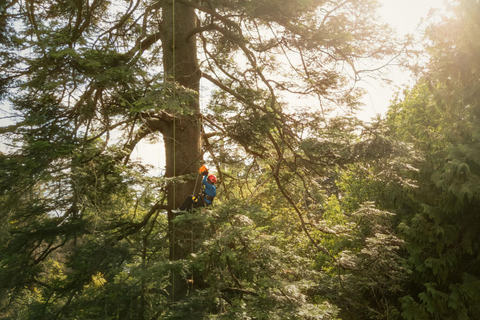 Vancouver Tree Climbing Tour: Canopy Expedition Adventure