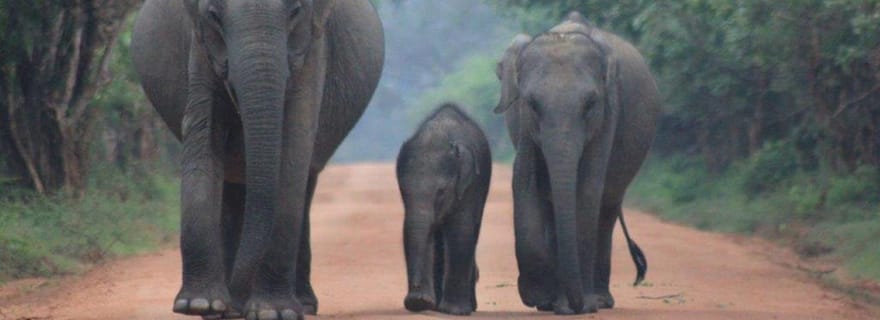 Mirissa : Udawalawe & YALA Safaris + déjeuner, Drop off : Ella