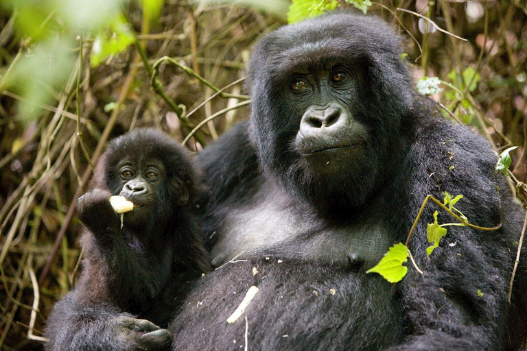 4 Day Primates Trekking in Rwanda