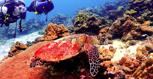 Phuket: Scuba Diving at Maithon or Racha Islands for All Levels