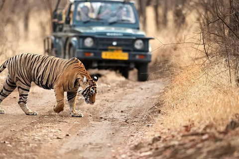 Delhi: Ranthambore National Park 3-Day Tour with Safari …