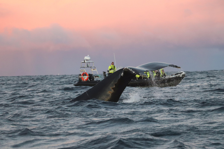 From Tromsø or Skjervøy: Whale Safari by RIB Boat From Skjervøy: Whale Safari by RIB Boat (NO TRANSFER)