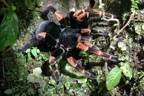 Monteverde: Nattvandring genom skogen med en guide