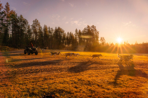 Rovaniemi: Autumn Husky Cart Ride with Hot Drink & Pickup