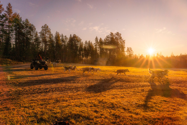 Rovaniemi: Autumn Husky Cart Ride with Hot Drink & Pickup