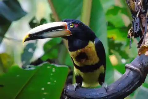 Quito: Tour della foresta nuvolosa di Mindo e del birdwatching
