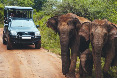 Ella: Shuttle nach Down South Beliebiger Ort mit Udawalawa Safari