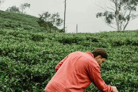 De Ella: Aventura de chá em Haputale com almoço na aldeia