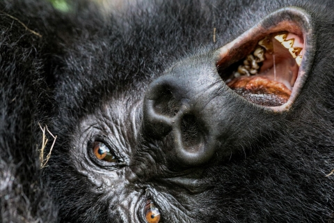 Uganda: Bliskie spotkanie z gorylem