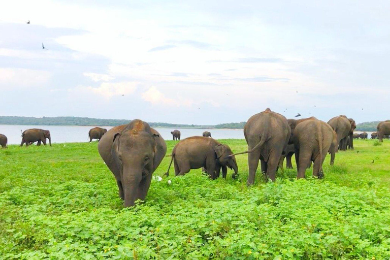 Sigiriya: Rock Fortress, Village Tour, and Jeep Safari