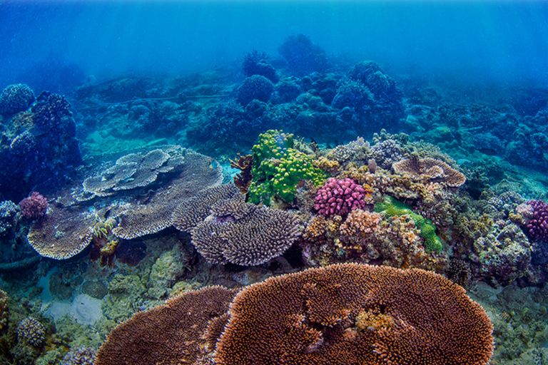 Hainan: isola di Wuzhizhou + biglietto andata e ritorno in traghetto (adulti)