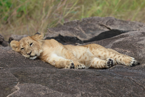 De Arusha: Visita a Tarangire, Serengeti e Lago Manyara