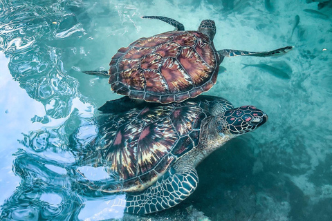 Zwemmen met zeeschildpadden in de grot van SalaamZwemmen met schildpadden in de grot van Salam