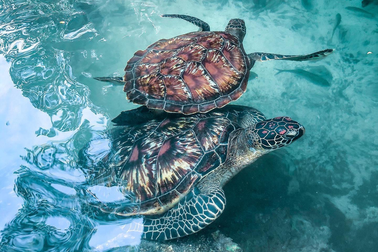 Zwemmen met zeeschildpadden in de grot van SalaamZwemmen met schildpadden in de grot van Salam