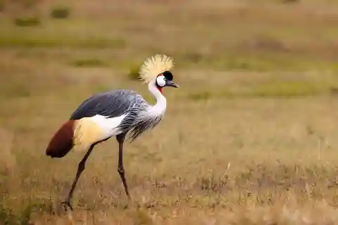 From Nairobi: 5-Day Tsavo West National Park Safari