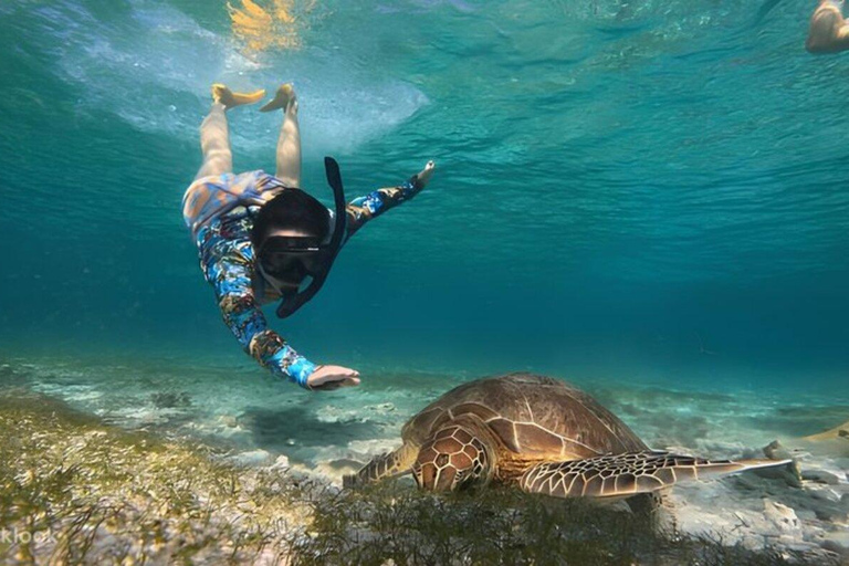 Gili Islands: Snorkeling Sharing Group Tour with Photos