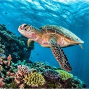 Akumal: Turtle Swim & Jungle Adventure Tour | GetYourGuide