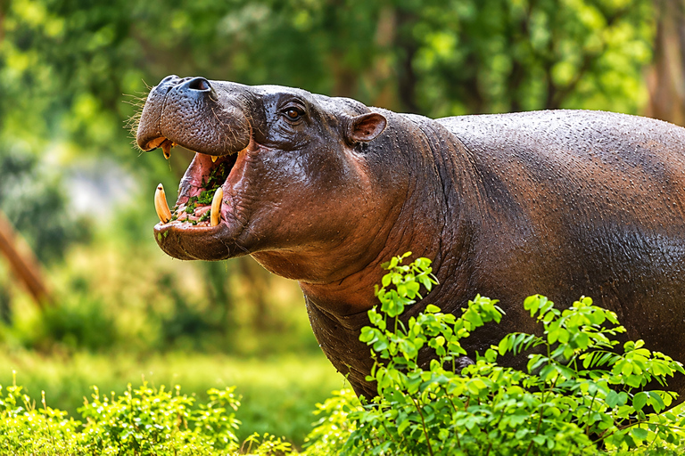 Ridiyagama: Safari Adventure with Lions, Tigers & Elephants