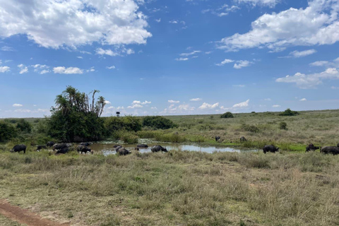 Nairobi National Park Half-Day Safari -Morning or Afternoon