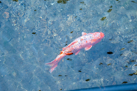 Kanazawa: Shirakawa-go privé-dagtour met lunch