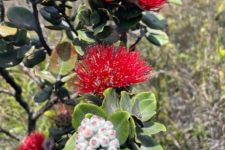Big Island: Hawaii Volcanoes National Park and Hilo Tour