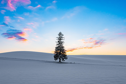Sapporo: Hokkaido Biei Best 5 Photo Spots Day Tour Shared Tour, Meet at Odori Station