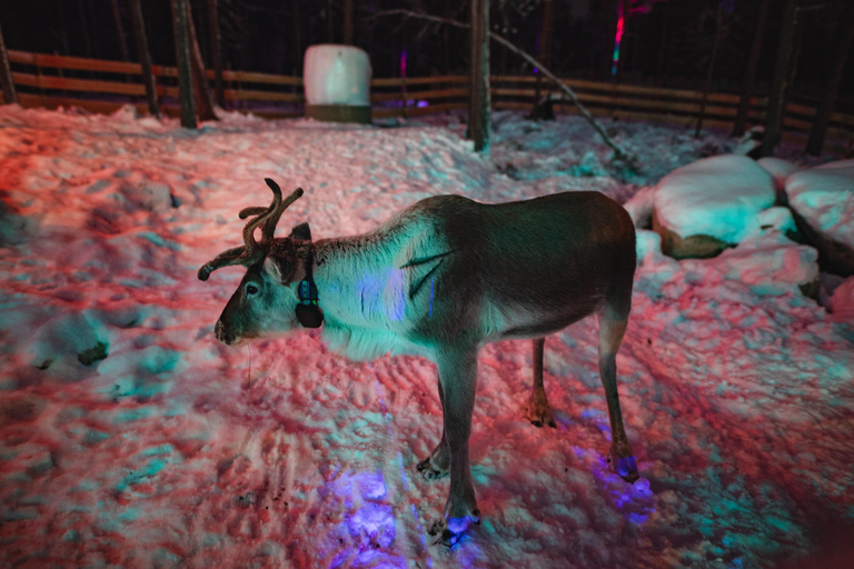 Levi: Arcandia - Arktisk äventyrspark &amp; sidoentré till parkenLevi: Arcandia – Arctic Adventure Park, Park Side entry