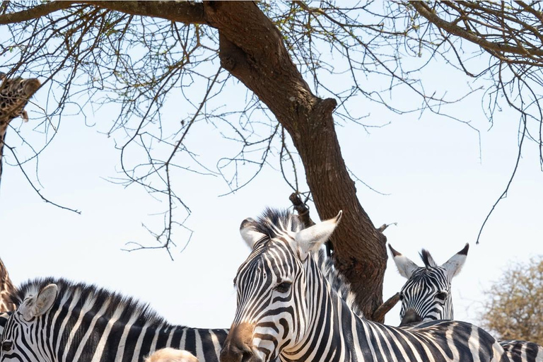 Moshi/Arusha : Day trip serval wildlife & Masai village tour Moshi / Arusha: Visit to Maasai Village