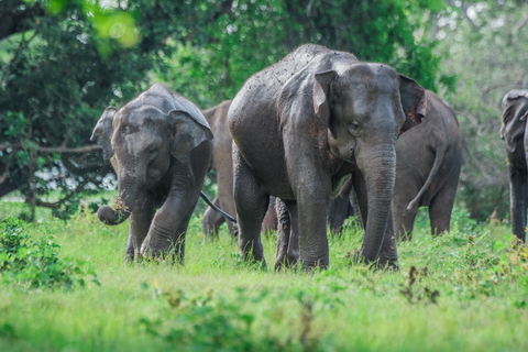 Minneriya nationalpark safari med jeep &amp; inträdesbiljett