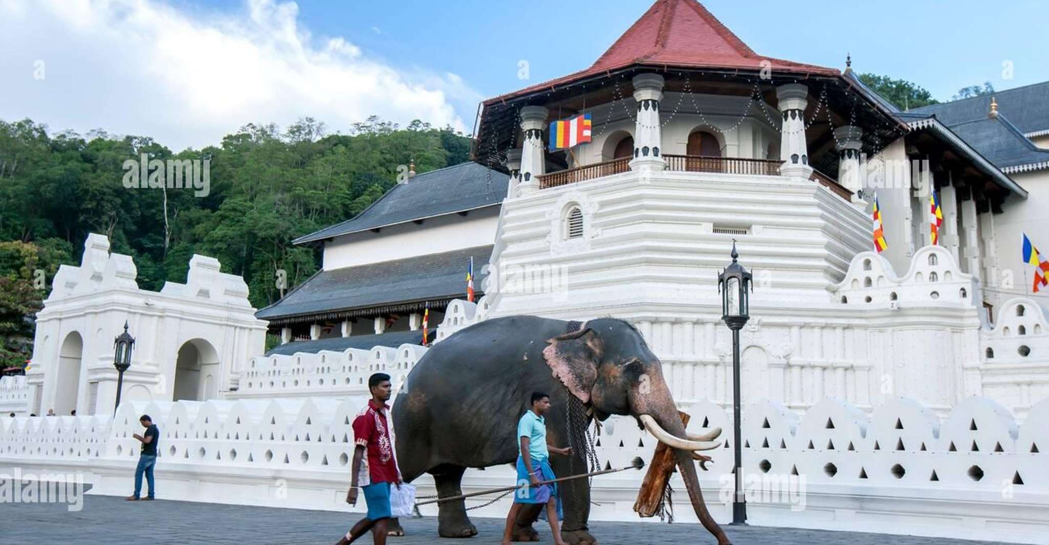 De Colombo, Kandy, Pinnawala y Tea Factory viaje de un día completo - Hizvo