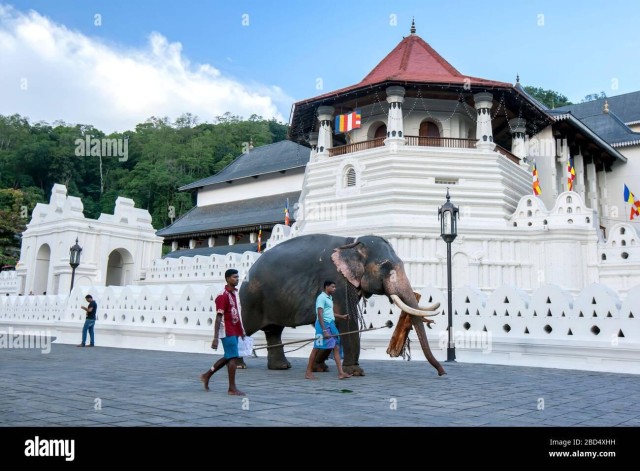 Visit From Colombo Kandy, Pinnawala and Tea Factory Full-Day Trip in Kandy, Sri Lanka