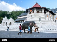 De Colombo, Kandy, Pinnawala et l'usine de thé Voyage d'une journée complète - Hizvo