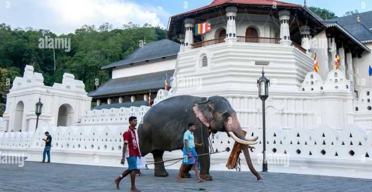 From Colombo: Kandy, Pinnawala and Tea Factory Full-Day Trip