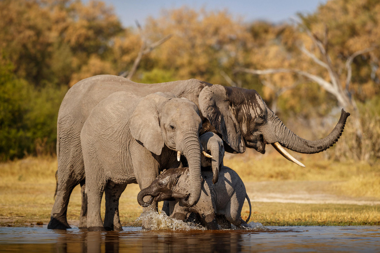 Excursão noturna de Délhi a Ranthambhore/Safári de tigre de carro