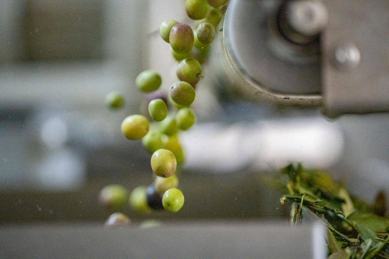 Mallorca Olive grove visit, Oil & Wine Tasting & Light Lunch Español Olive grove visit, olive oil and wine tasting, snack